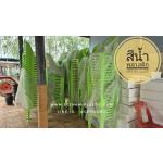 ʵԡ ʵԡ ʵԡô վѡԧ plastic chair ҹ Ѵ SML Шչ Ӻح ҹѴ ҹ١з ʵԡ ԨҤѴ Шչ